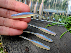 9 szt. JASKÓŁKA SCENTED STEALTH MINNOW - 7cm #Pro Blue Red Pearl