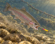 Ayra JR różowo cytrynowa #207i/ 12 szt. / 45 mm - 0,6 gr./ ser /