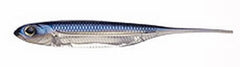 Flash-J 3" PROBLUE/SILVER #04