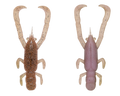 6267