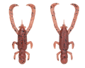 6259