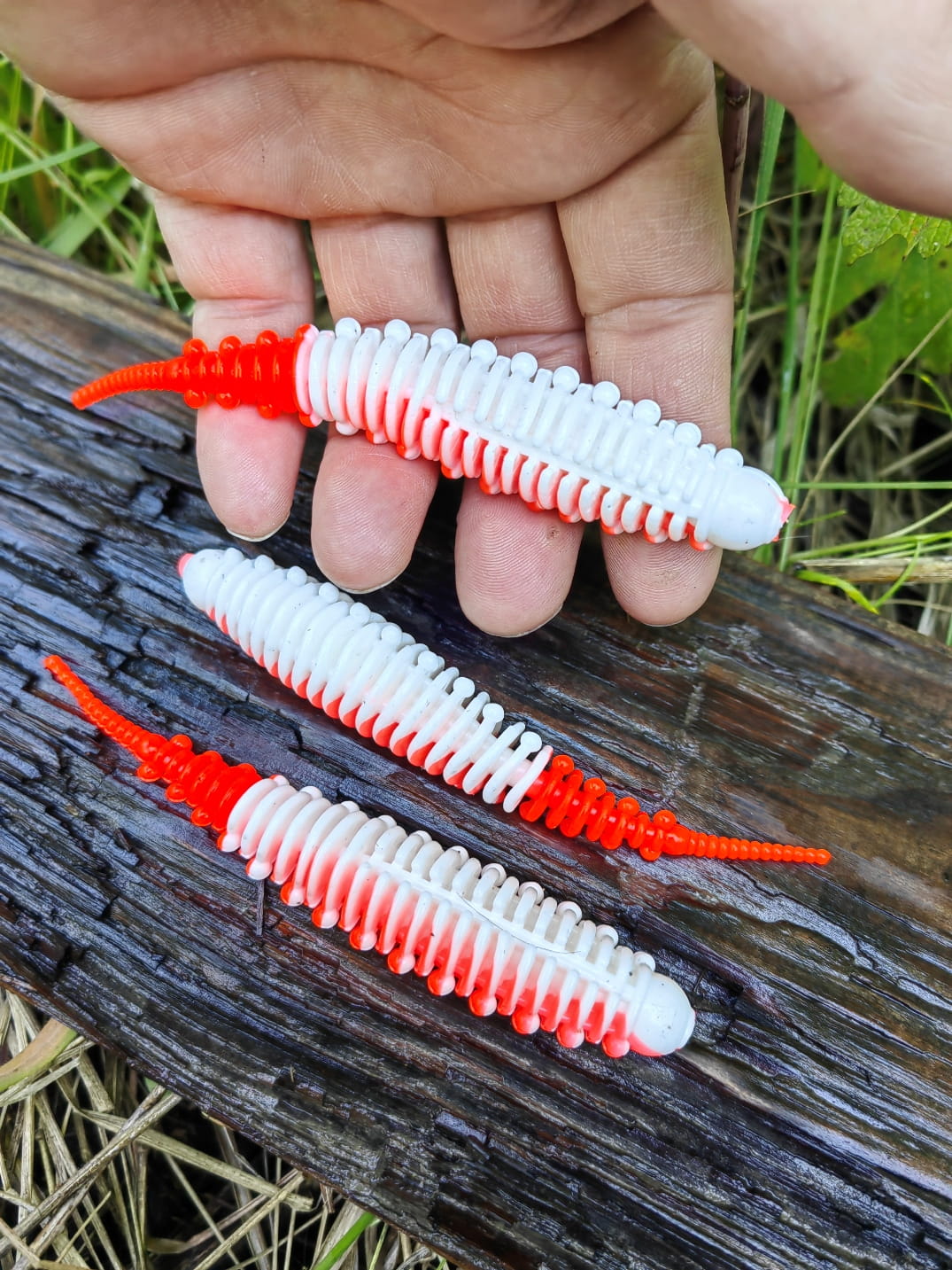 IMG_20240615_113123.jpg