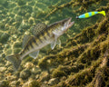 Kopyto Magic Baits 11 cm killer na Sandacze #12 — sandacz atakujący przynętę pod wodą, wizualizacja