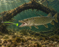 Kopyto Magic Baits 16 cm #06 – czarno-zielony — szczupak atakujący przynętę pod wodą, wizualizacja