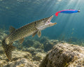 Kopyto Magic Baits 16 cm killer na Sandacze #08 — szczupak atakujący przynętę pod wodą, wizualizacja