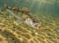 Kopyto Magic Baits 90 mm killer na Sandacze #01 — sandacz atakujący przynętę pod wodą, wizualizacja