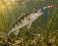 Kopyto Magic Baits 90 mm killer na Sandacze #07 — sandacz atakujący przynętę pod wodą, wizualizacja