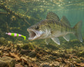 Kopyto Magic Baits 90 mm killer na Sandacze #09 — sandacz atakujący przynętę pod wodą, wizualizacja