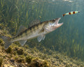 Kopyto Magic Baits 90 mm killer na Sandacze #13 — sandacz atakujący przynętę pod wodą, wizualizacja