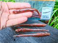 Megabass HAZEDONG 4″ #04 Ebimiso Red Flake — 7 szt. — poglądowy kolor na HAZEDONG 5 cali, oferta 4 cale — zdjęcie 1