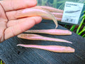 Megabass HAZEDONG 4″ #08 Aurora Shad — 7 szt. — poglądowy kolor na HAZEDONG 5 cali, oferta 4 cale — zdjęcie 1
