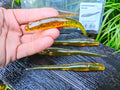 Megabass HAZEDONG 5″ #01 Dark Melon Pepper — 7 szt. — pełne zdjęcie główne