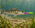 Boroda Baits Phantom 110 mm 227i — sandacz atakujący przynętę przy dnie, wizualizacja AI