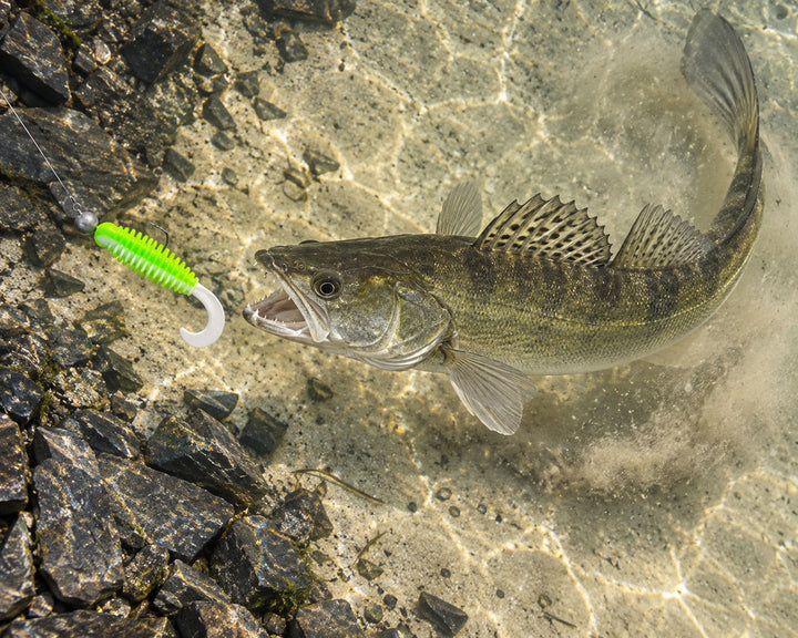 Twister Phantom 11 cm killer na Sandacze  #228
