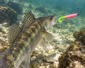 Boroda Baits Phantom 110 mm 311 — sandacz atakujący przynętę przy dnie, wizualizacja AI