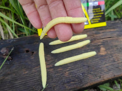 Verme Piatto 6,5 cm — LARVA MIELE — #VPC1 — Righetti Bait System