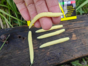 Verme Piatto 6,5 cm — LARVA MIELE — #VPC1 — Righetti Bait System