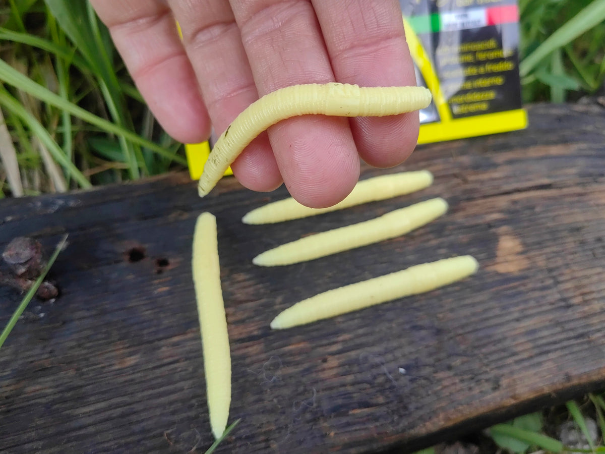 Verme Piatto 6,5 cm Righetti Bait System, kolor LARVA MIELE — #VPC1, zdjęcie 2