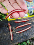 Verme Piatto 6,5 cm Righetti Bait System, kolor COCA COLA REFLEX — #VPCAP, zdjęcie 1