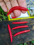 Verme Piatto 6,5 cm Righetti Bait System, kolor SANGUE SCURO — #VPRS3, zdjęcie 1
