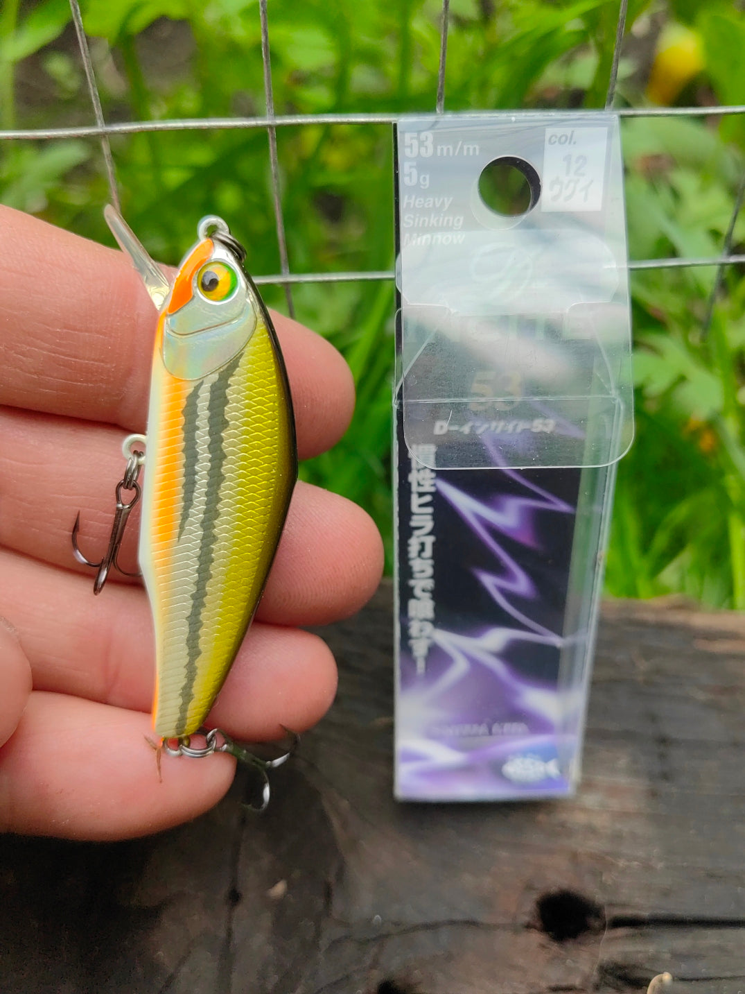 D-Incite 53 12 Dace — zdjęcie Rybomania