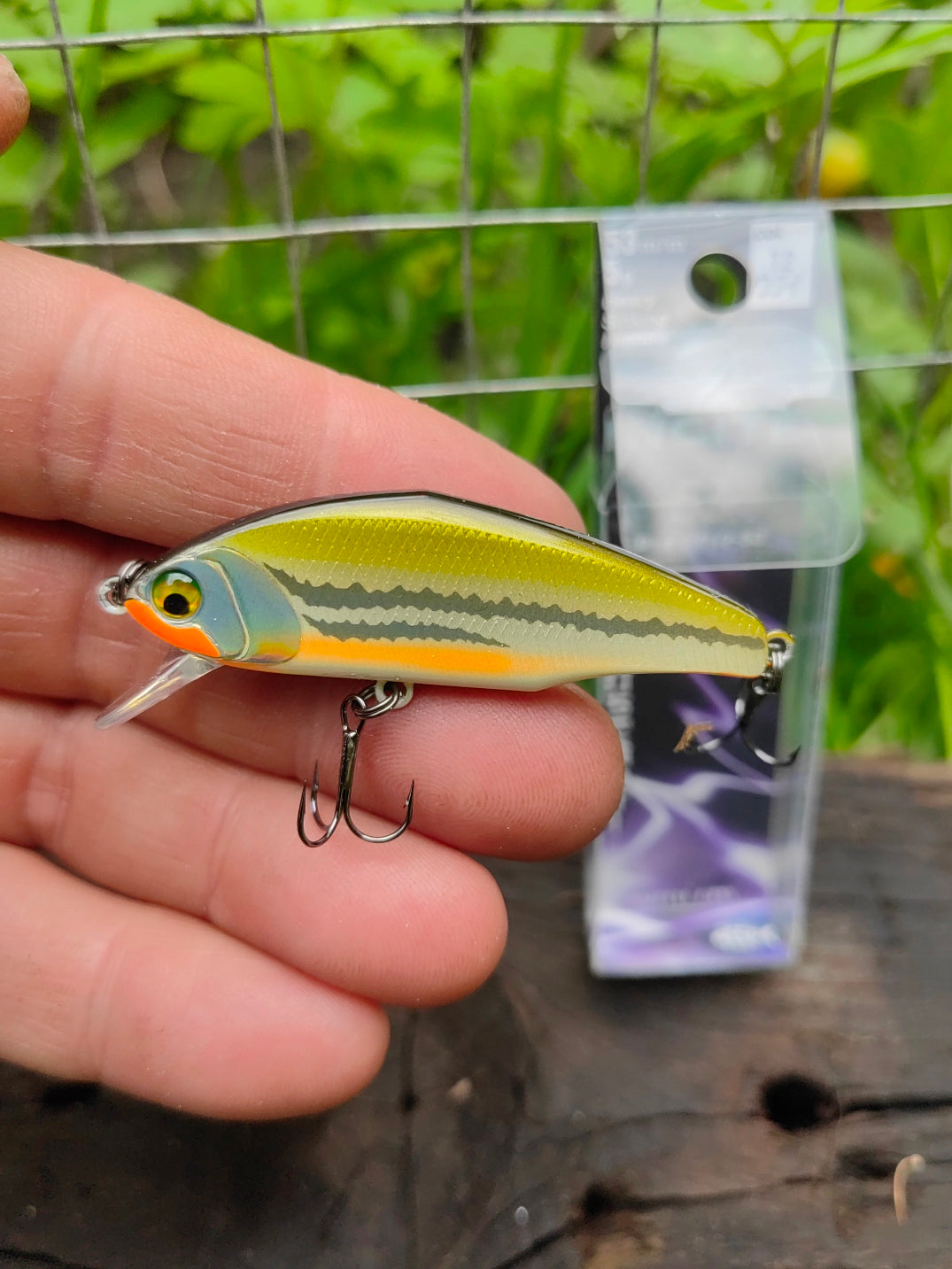 D-Incite 53 12 Dace — zdjęcie Rybomania
