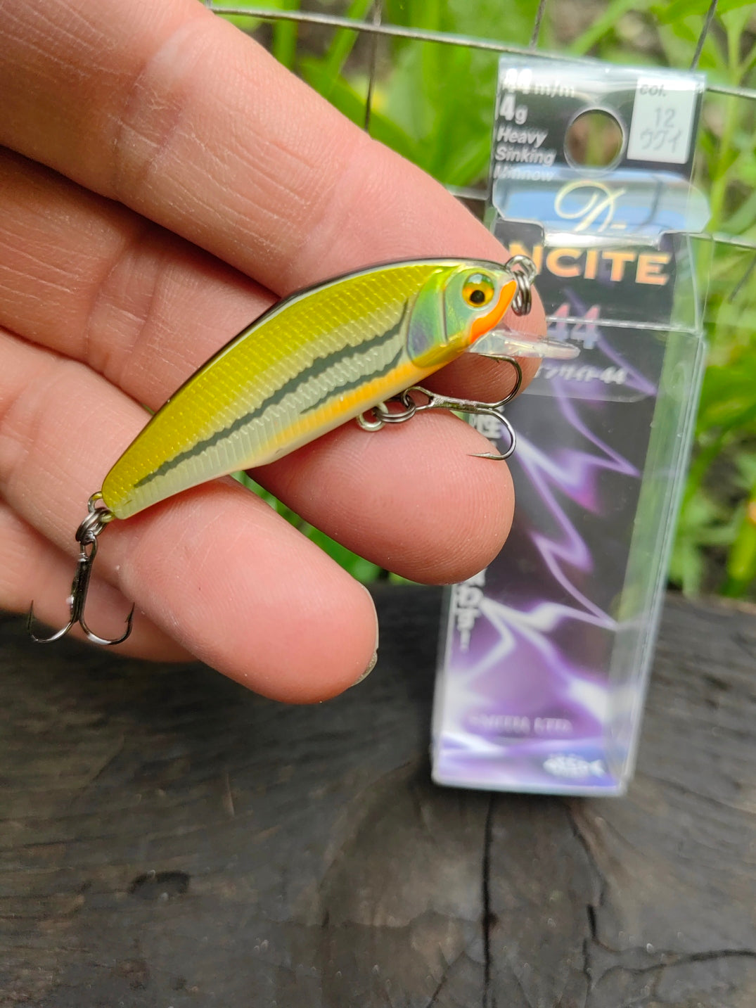D-Incite 44 12 Dace — zdjęcie Rybomania