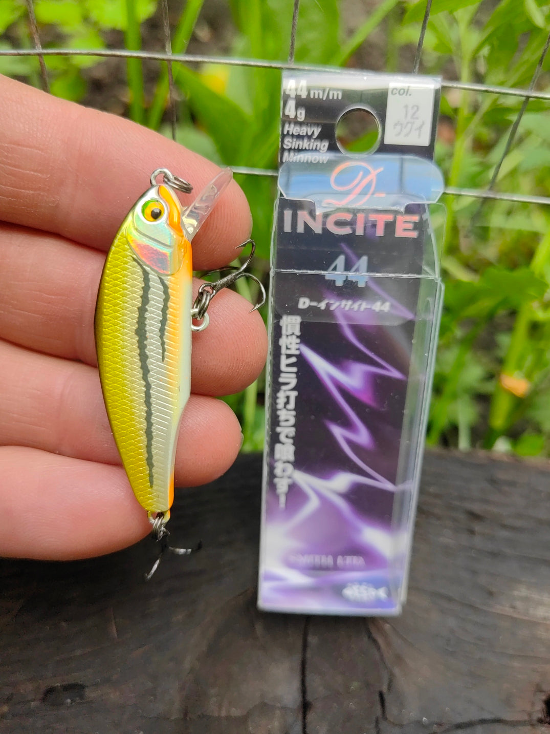 D-Incite 44 12 Dace — zdjęcie Rybomania