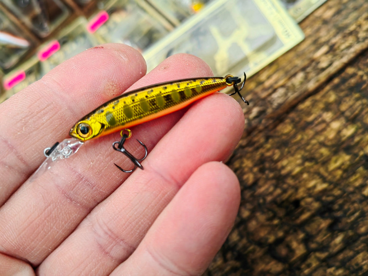 Still 04 Gold yamame trout — zdjęcie Rybomania