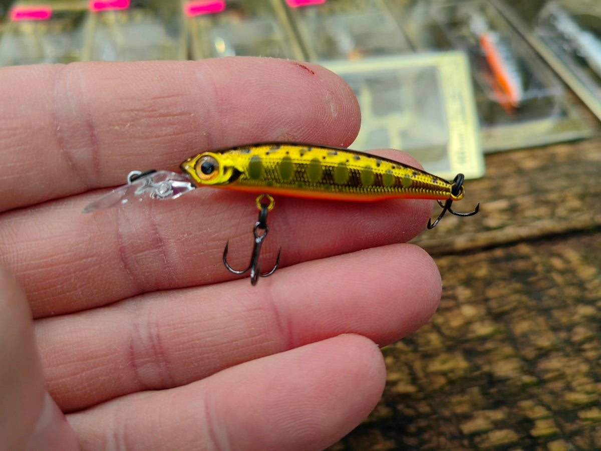 Still 04 Gold yamame trout — zdjęcie Rybomania