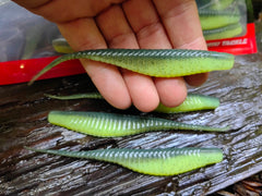 ARMOR SHAD WATERMELON CHARTREUSE SHAD 2 #442