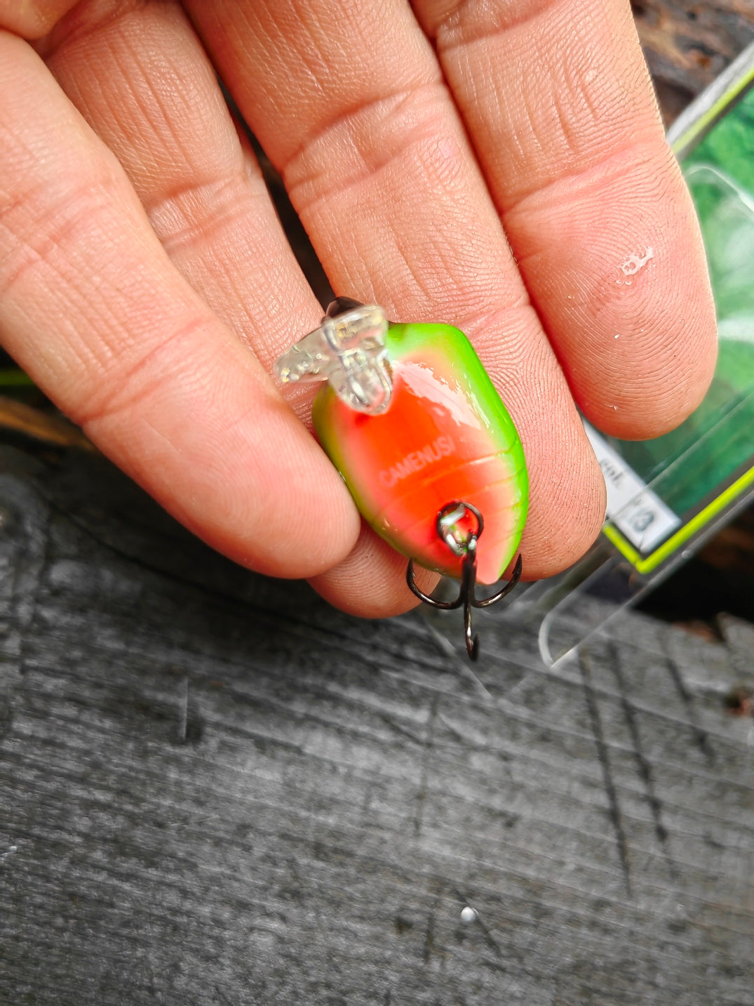 Smith Camenusi 23 Ezo stink bug — zdjęcie 4