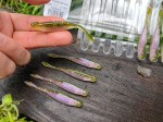 8 szt. PINTAIL X ZONE HOT SHOT MINNOW 8 cm #Bass Candy