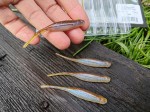 9 szt. JASKÓŁKA SCENTED STEALTH MINNOW - 7cm #309