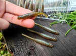 9 szt. JASKÓŁKA SCENTED STEALTH MINNOW - 7cm #Green Pumkin Blue Flake