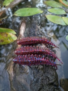 3 szt. Twister - 9 cm killer na Okonie i Sandacze