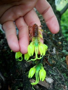 RAK Boroda Baits 45 killer na okonie zapach rybny