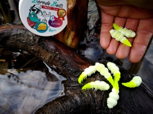Larwa REUS Boroda Baits 40 mm /pstrąg/kleń/ser/