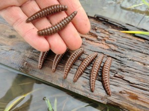 Larwa Salo - 8 szt. /45 мм - 1,7 gr. zapach ser #117