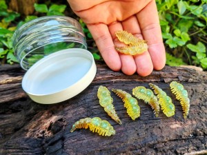 Larwa XL  / 8 szt. / 40 мм, - 1,8 gr. / zapach ser / 