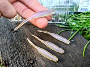 9 szt. JASKÓŁKA SCENTED STEALTH MINNOW - 7cm #Moon Dust